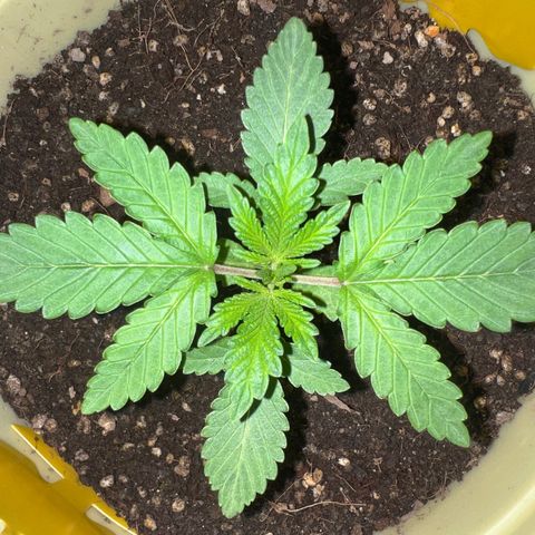 Gorilla glue(gg4) growlog timeline photo