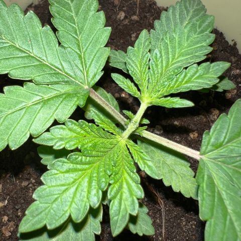 Gorilla glue(gg4) growlog timeline photo