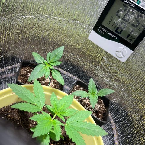 Gorilla glue(gg4) growlog timeline photo