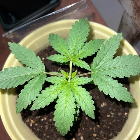 Gorilla glue(gg4) growlog timeline photo