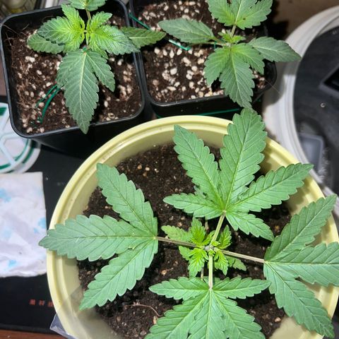 Gorilla glue(gg4) growlog timeline photo