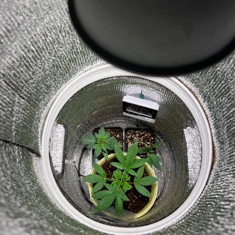 Gorilla glue(gg4) growlog timeline photo