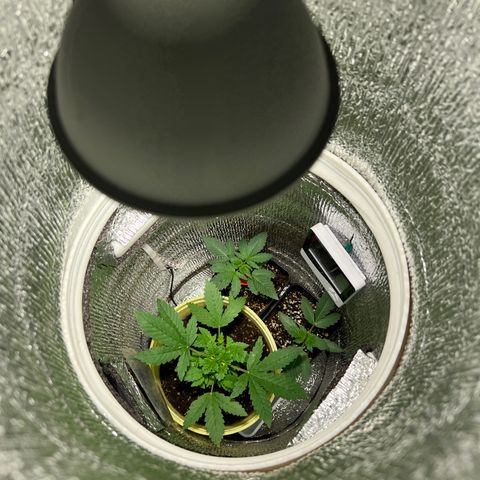 Gorilla glue(gg4) growlog photo: Light flipped to 12/12