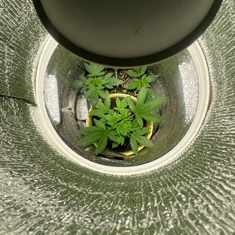 Gorilla glue(gg4) growlog timeline photo