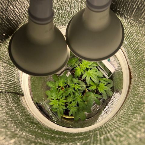 Gorilla glue(gg4) growlog timeline photo