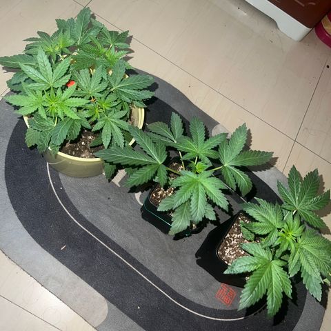 Gorilla glue(gg4) growlog timeline photo