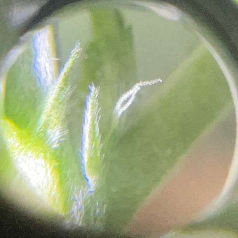 Gorilla glue(gg4) growlog photo: Pistil showing