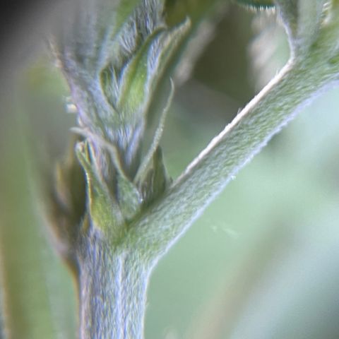 Gorilla glue(gg4) growlog photo: Pistil showing