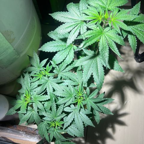 Gorilla glue(gg4) growlog photo: Pistil showing