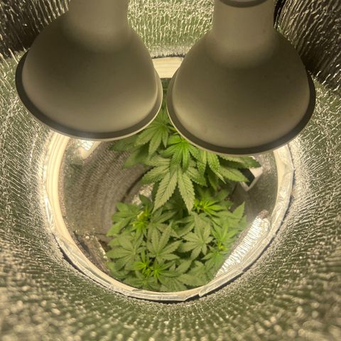 Gorilla glue(gg4) growlog timeline photo