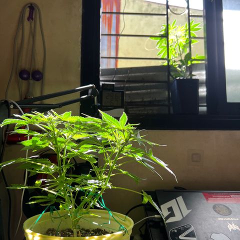 Gorilla glue(gg4) growlog timeline photo