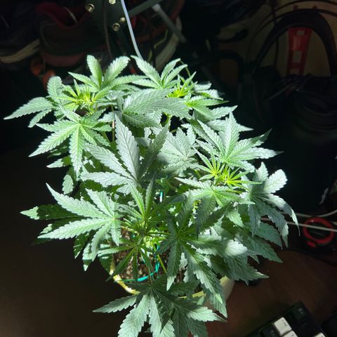 Gorilla glue(gg4) growlog timeline photo