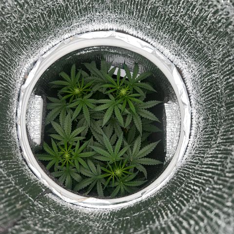 Gorilla glue(gg4) growlog timeline photo
