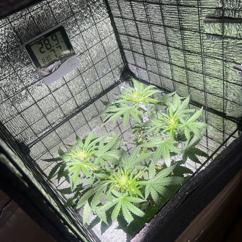 Gorilla glue(gg4) growlog timeline photo