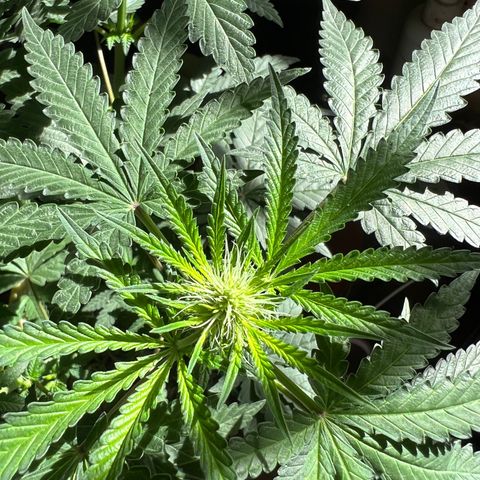 Gorilla glue(gg4) growlog timeline photo