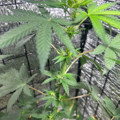 Gorilla glue(gg4) growlog timeline photo