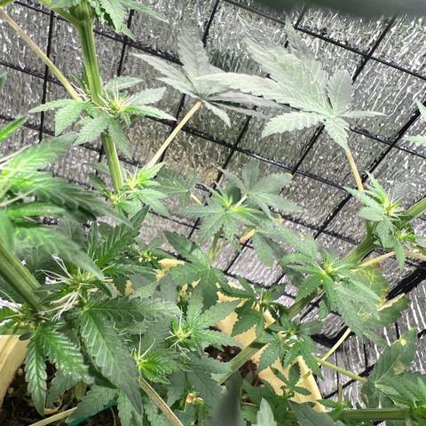 Gorilla glue(gg4) growlog timeline photo