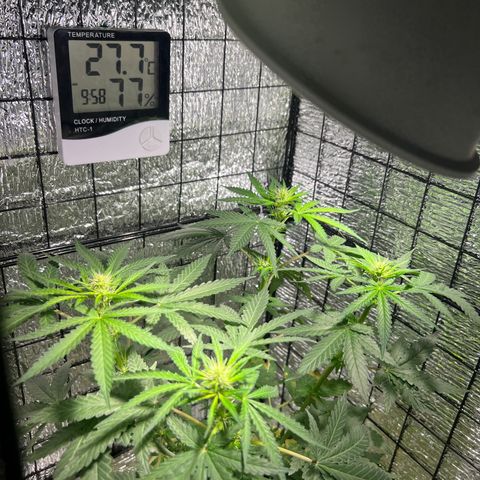 Gorilla glue(gg4) growlog timeline photo