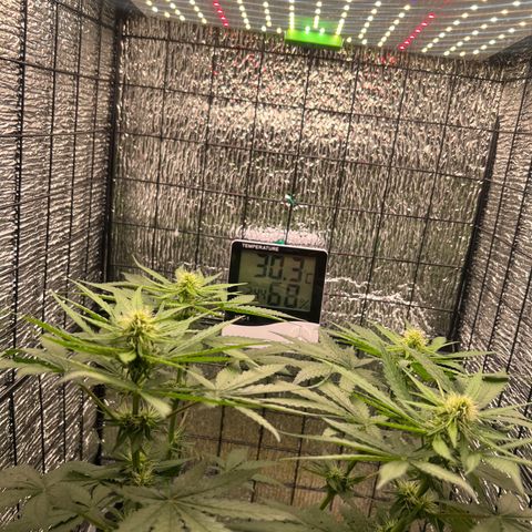 Gorilla glue(gg4) growlog timeline photo