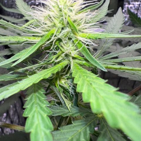 Gorilla glue(gg4) growlog timeline photo
