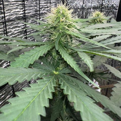 Gorilla glue(gg4) growlog timeline photo