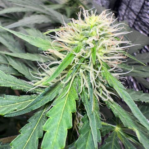 Gorilla glue(gg4) growlog timeline photo