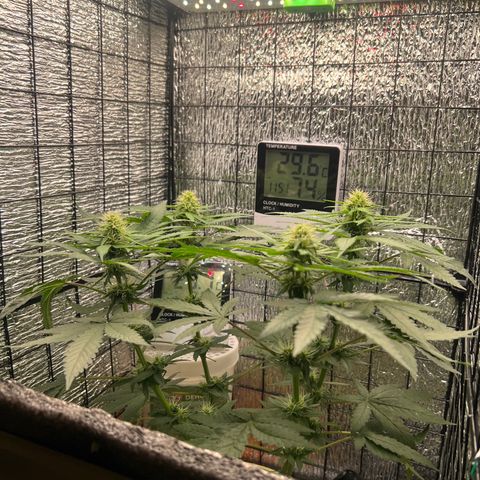Gorilla glue(gg4) growlog timeline photo