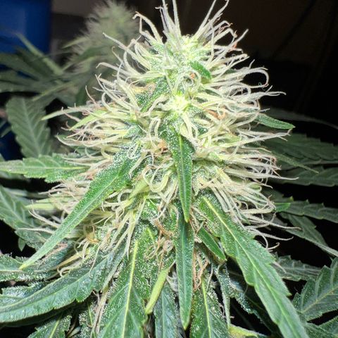 Gorilla glue(gg4) growlog timeline photo