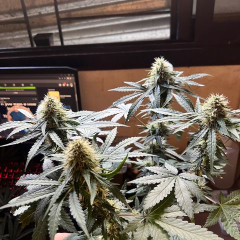 Gorilla glue(gg4) growlog timeline photo