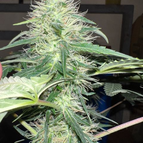 Gorilla glue(gg4) growlog timeline photo