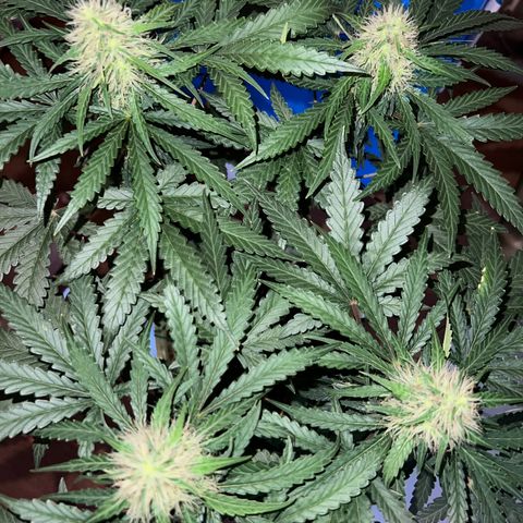 Gorilla glue(gg4) growlog timeline photo