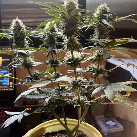Gorilla glue(gg4) growlog timeline photo