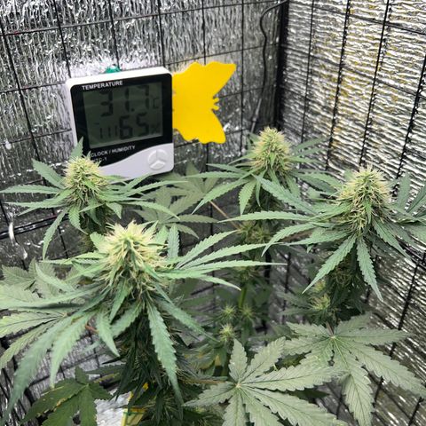 Gorilla glue(gg4) growlog timeline photo