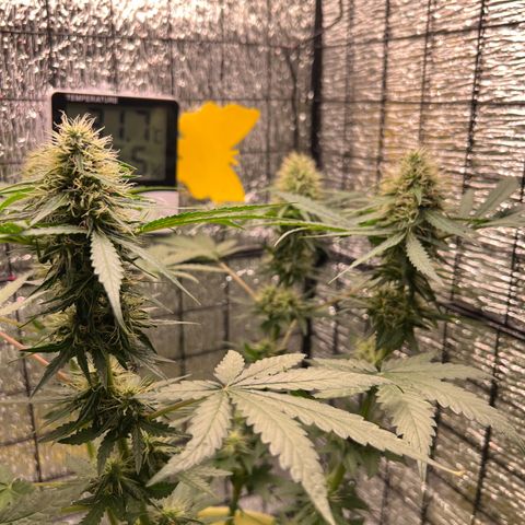 Gorilla glue(gg4) growlog timeline photo