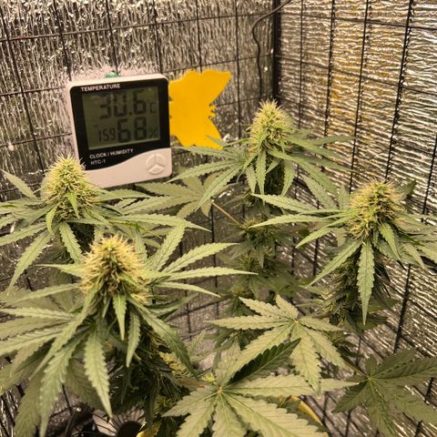 Gorilla glue(gg4) growlog timeline photo