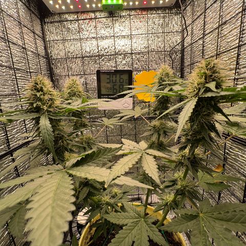 Gorilla glue(gg4) growlog timeline photo