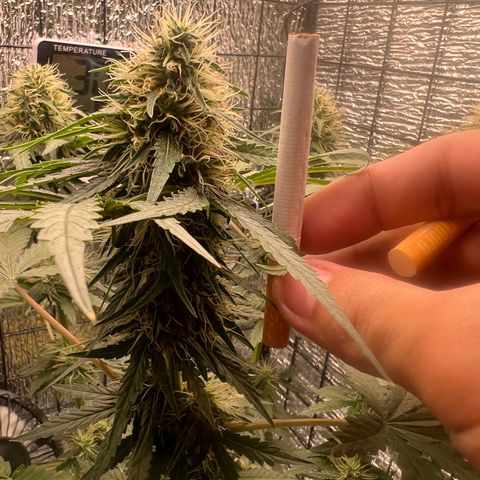Gorilla glue(gg4) growlog timeline photo