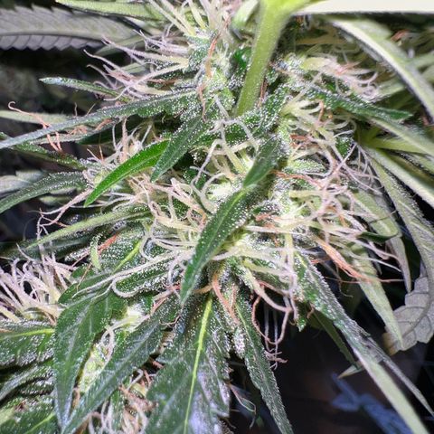 Gorilla glue(gg4) growlog timeline photo
