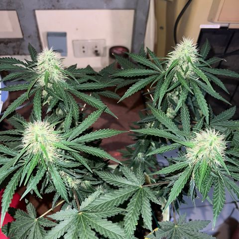 Gorilla glue(gg4) growlog timeline photo