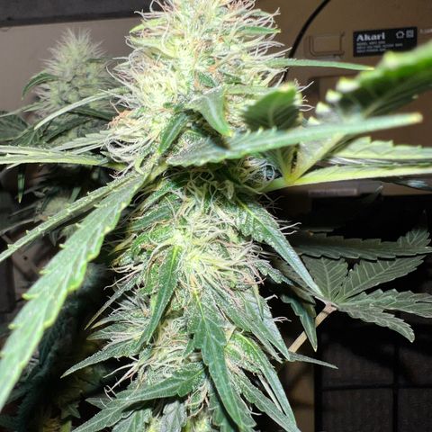 Gorilla glue(gg4) growlog timeline photo