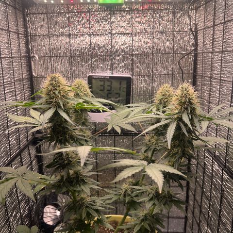 Gorilla glue(gg4) growlog timeline photo