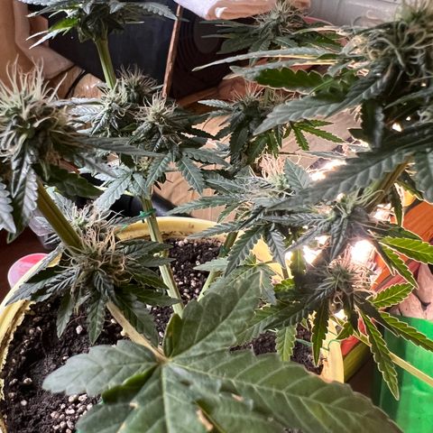 Gorilla glue(gg4) growlog timeline photo