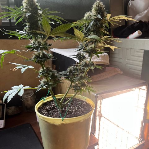 Gorilla glue(gg4) growlog timeline photo