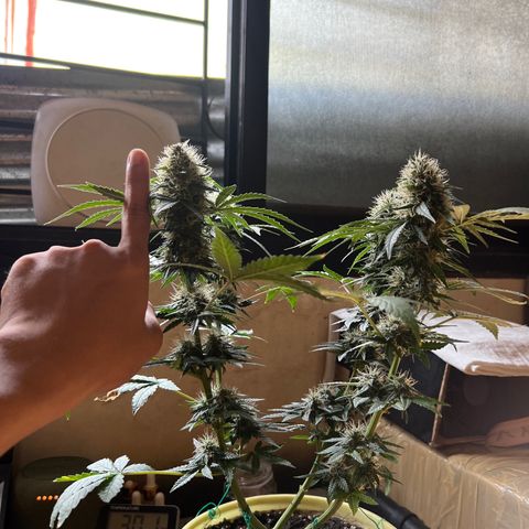Gorilla glue(gg4) growlog timeline photo