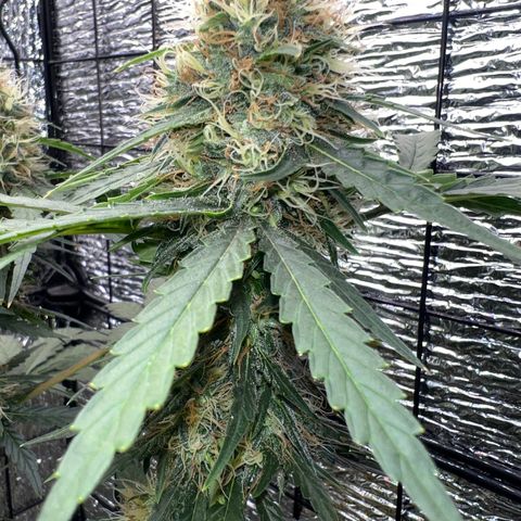 Gorilla glue(gg4) growlog timeline photo