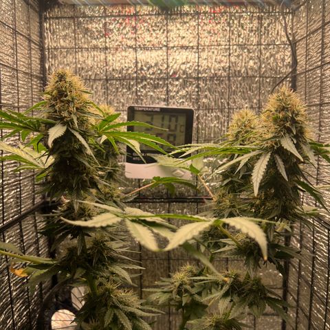 Gorilla glue(gg4) growlog timeline photo
