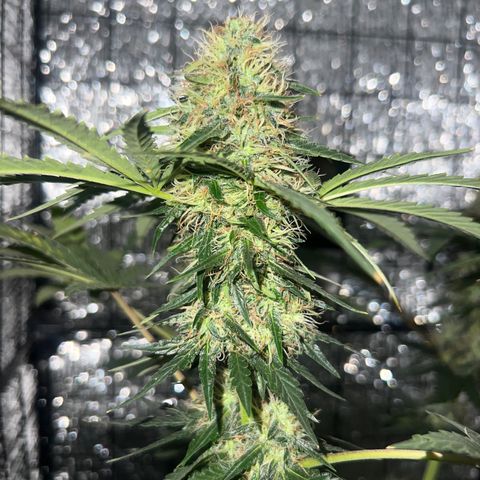 Gorilla glue(gg4) growlog timeline photo