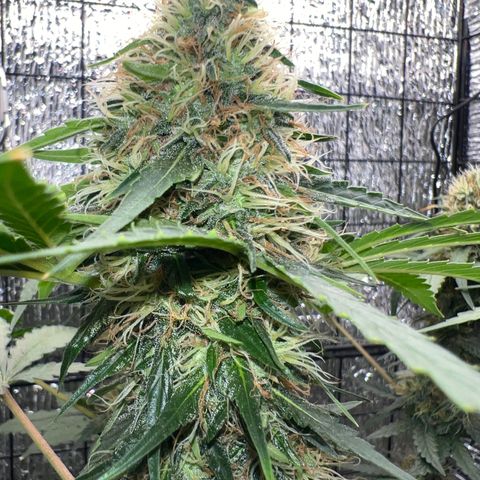 Gorilla glue(gg4) growlog timeline photo