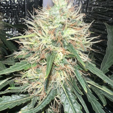 Gorilla glue(gg4) growlog timeline photo
