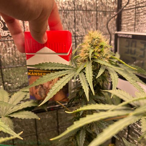 Gorilla glue(gg4) growlog timeline photo